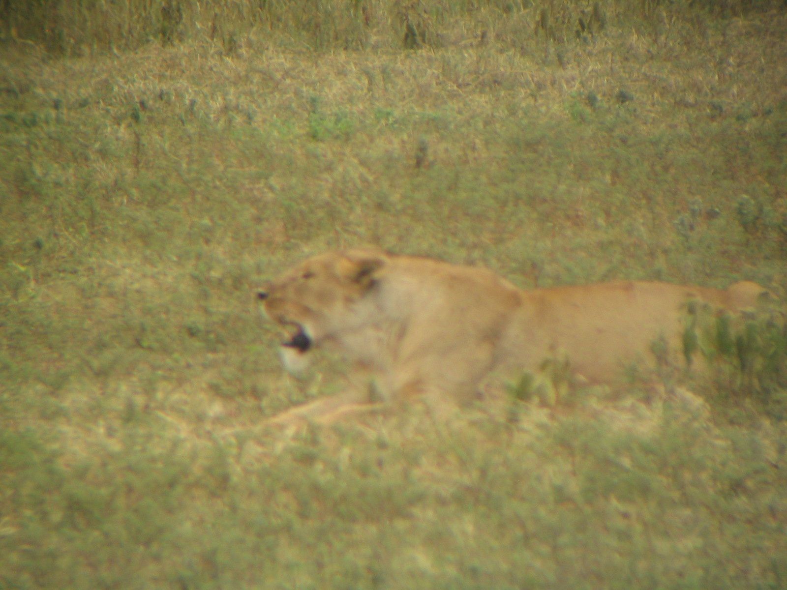 Safari dans le cratère du Ngorongoro - Tanzanie