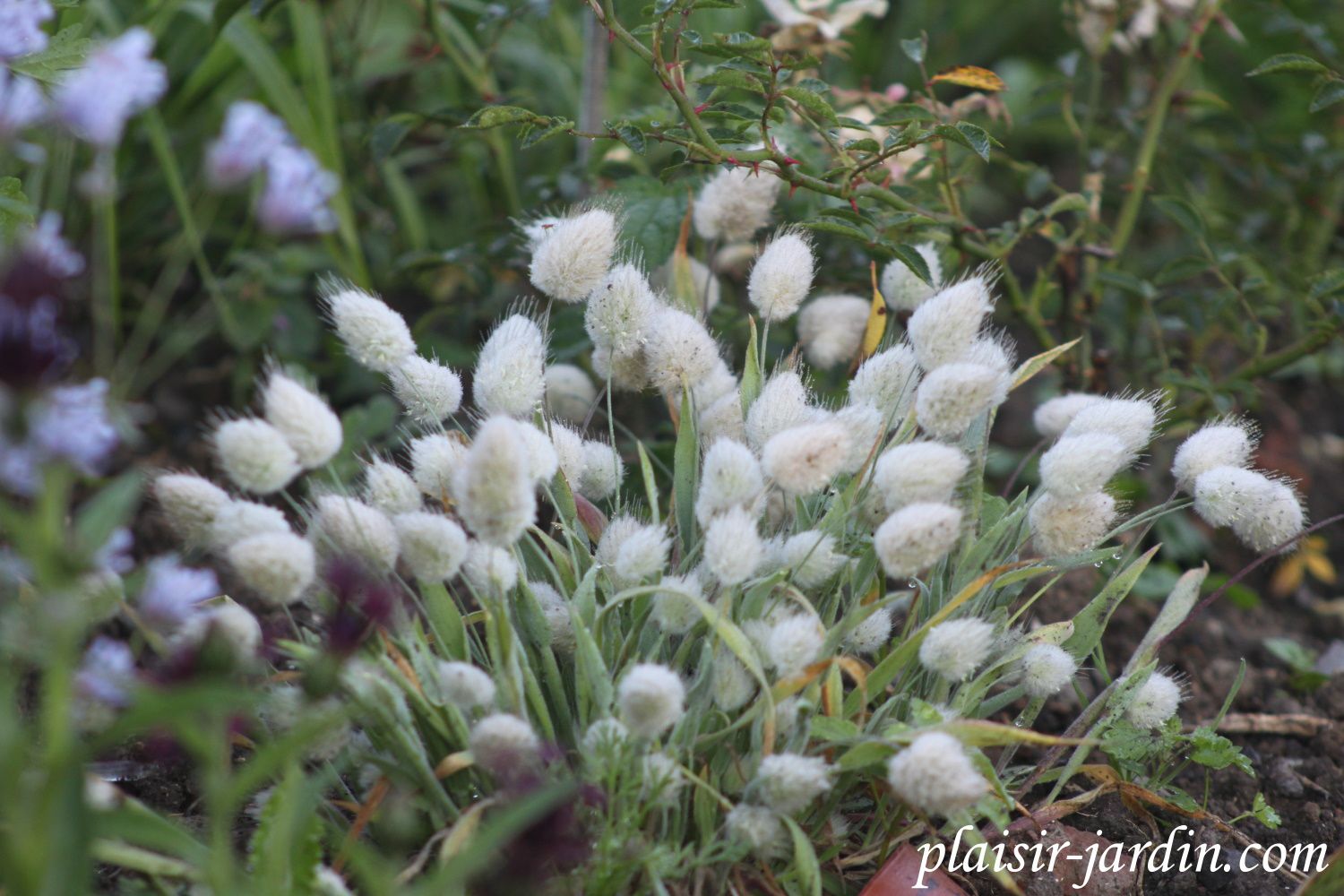 Le Lagurus ovatus (queue de lièvre) - plaisir-jardin.com