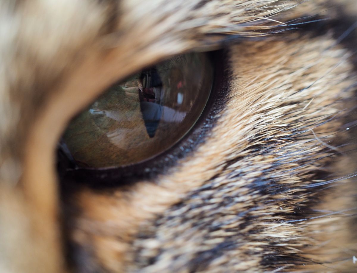 chat somme