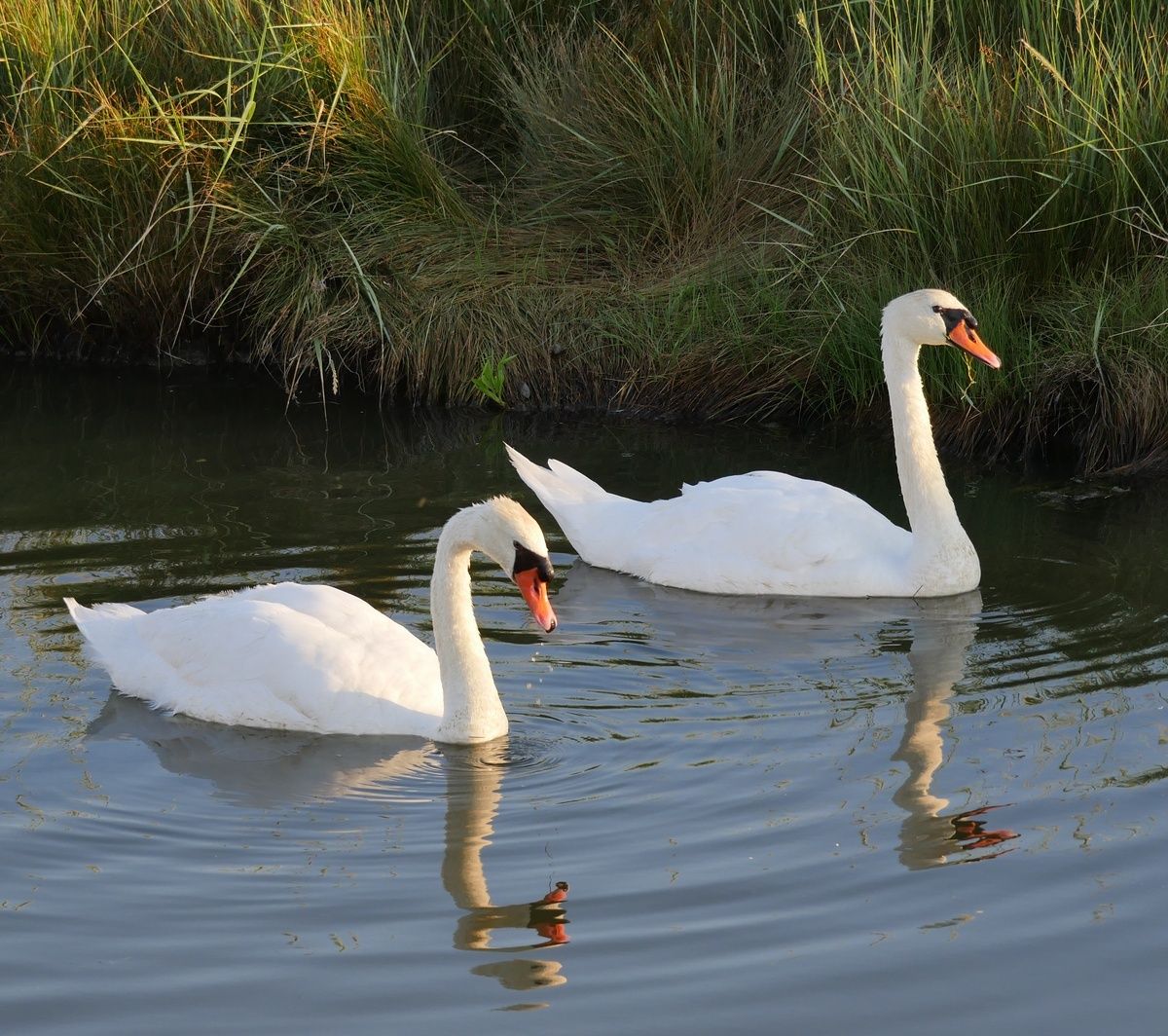 cygnes et cygneaux le blog alain Barré