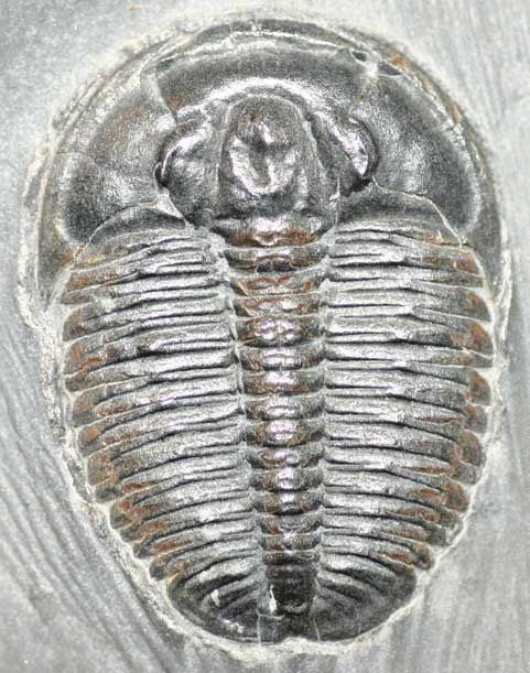 Trilobite fossile 