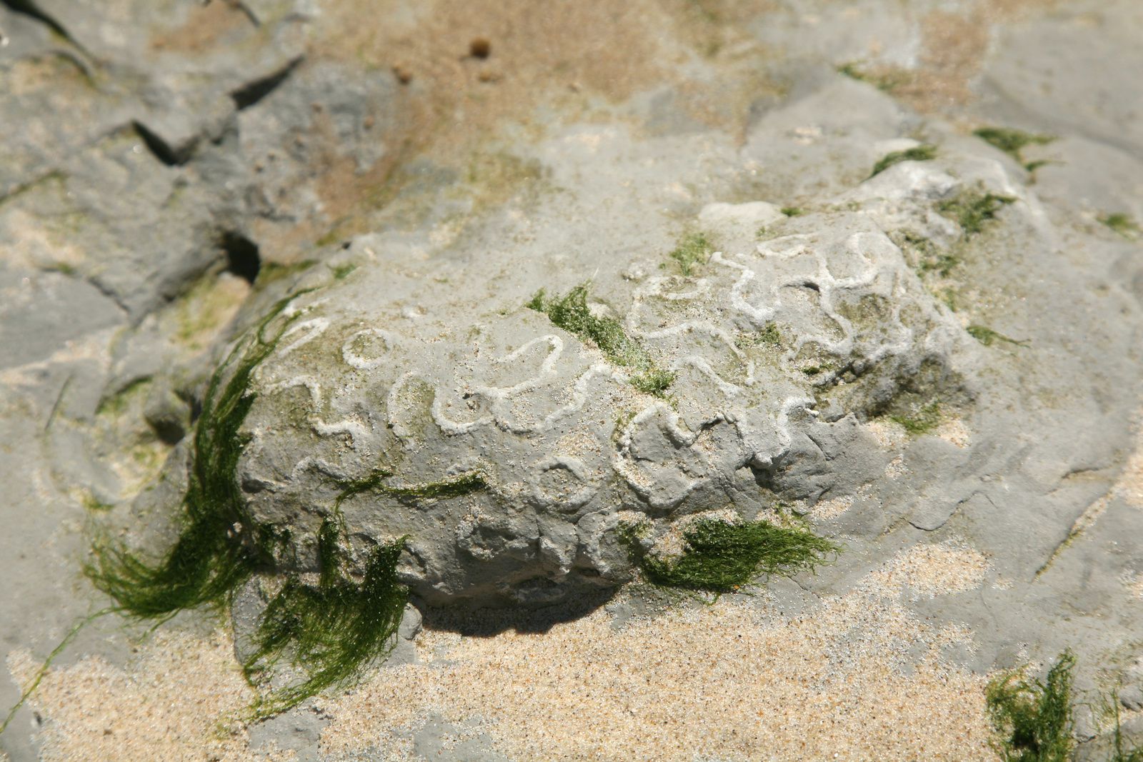 Petit Blanc Nez - fossiles de spongiaire / Plocoscyphia - photo © Bernard Duyck 2015