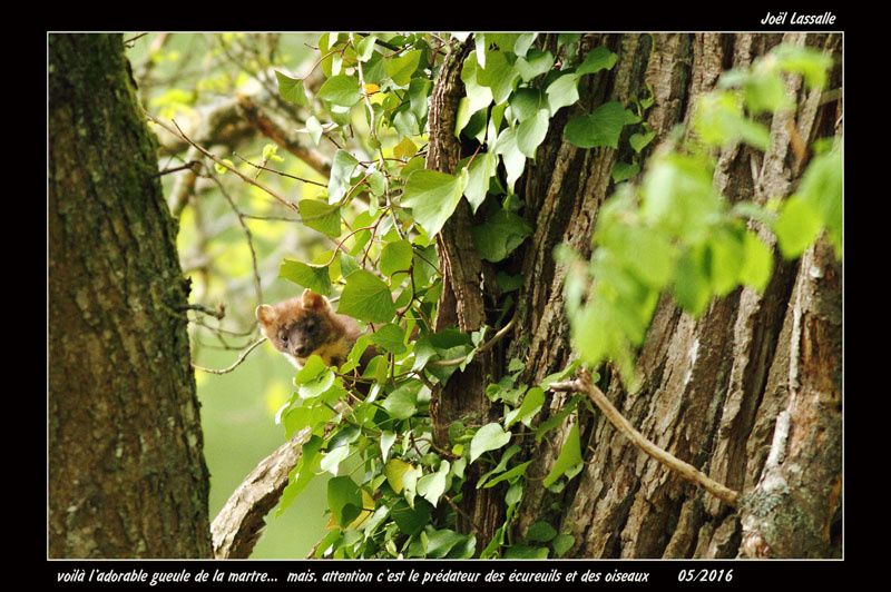 predateur site rencontre