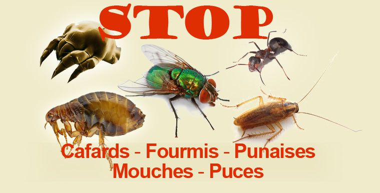 La voix des lecteurs : Insectes nuisibles sans prédateurs connus. 