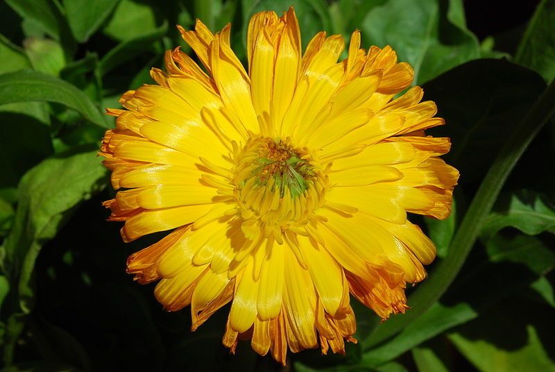 Macérat de calendula