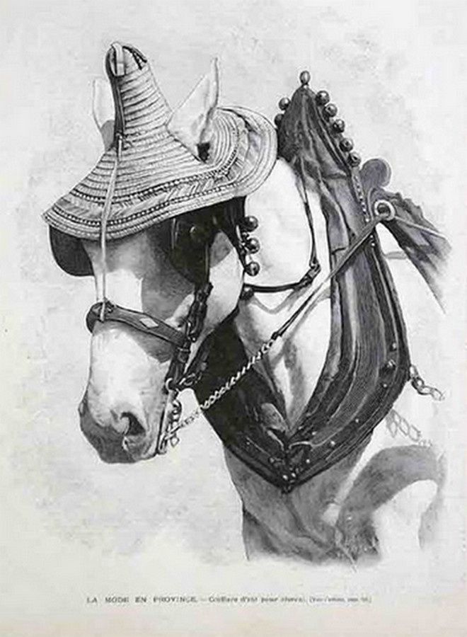 Canicules et Chapeaux pour chevaux - attelage-patrimoine