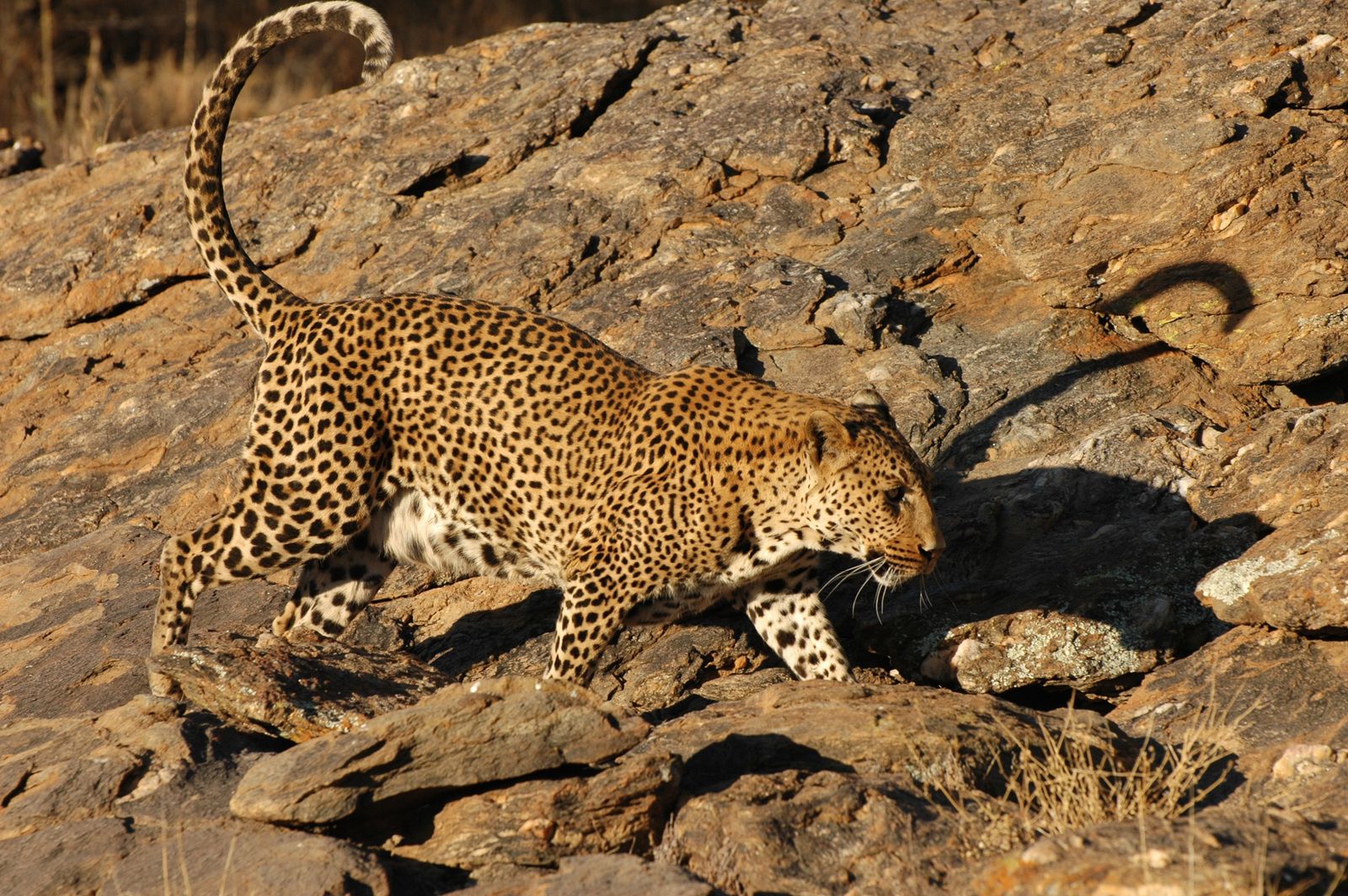 Leopard