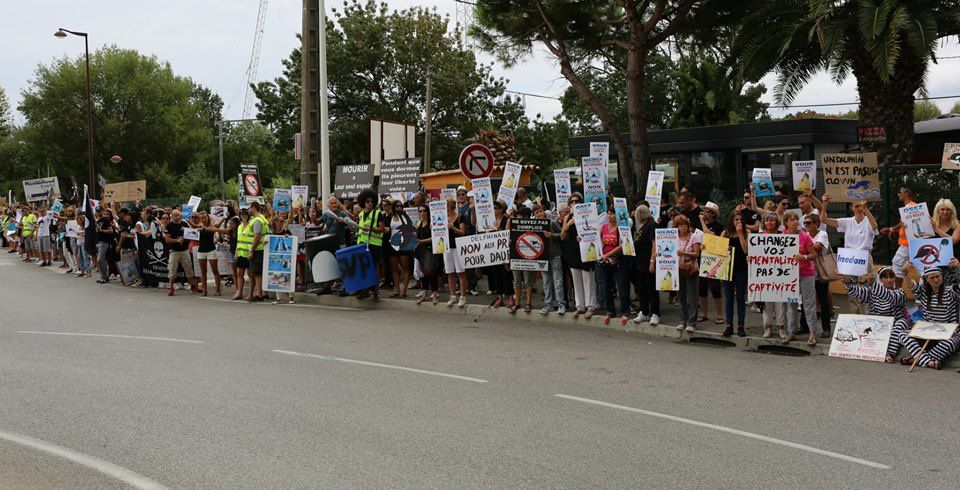 Marineland d’Antibes : 500 opposants à la captivité face au parc