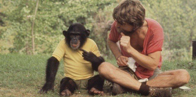 Elle a dit au chimpanzé qu'elle avait perdu son enfant. Ce que le singe a ensuite fait était complètement inattendu.