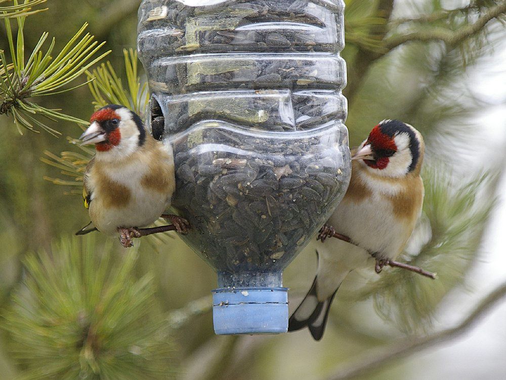 Nourrir et protéger les oiseaux du ciel durant l'hiver - Brigitte Bardot  for ever...