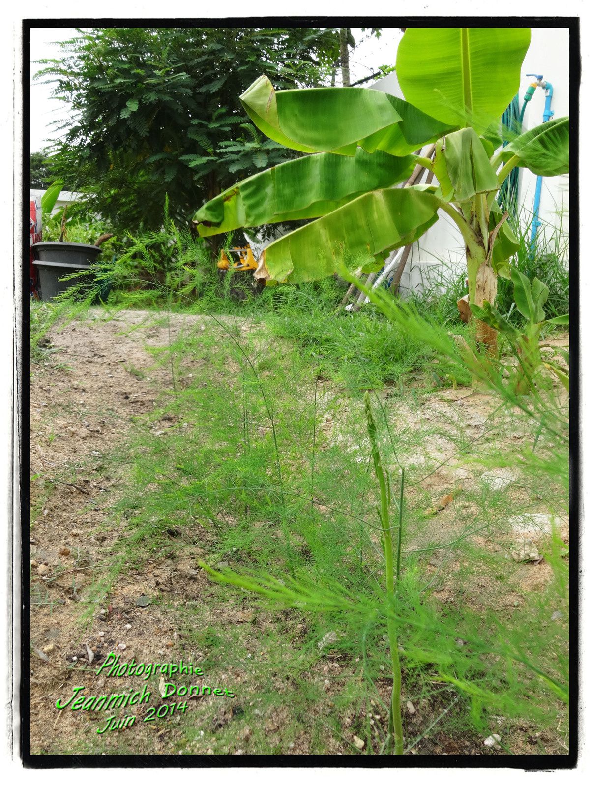 Plantation de manguiers et divers travaux de jardinage