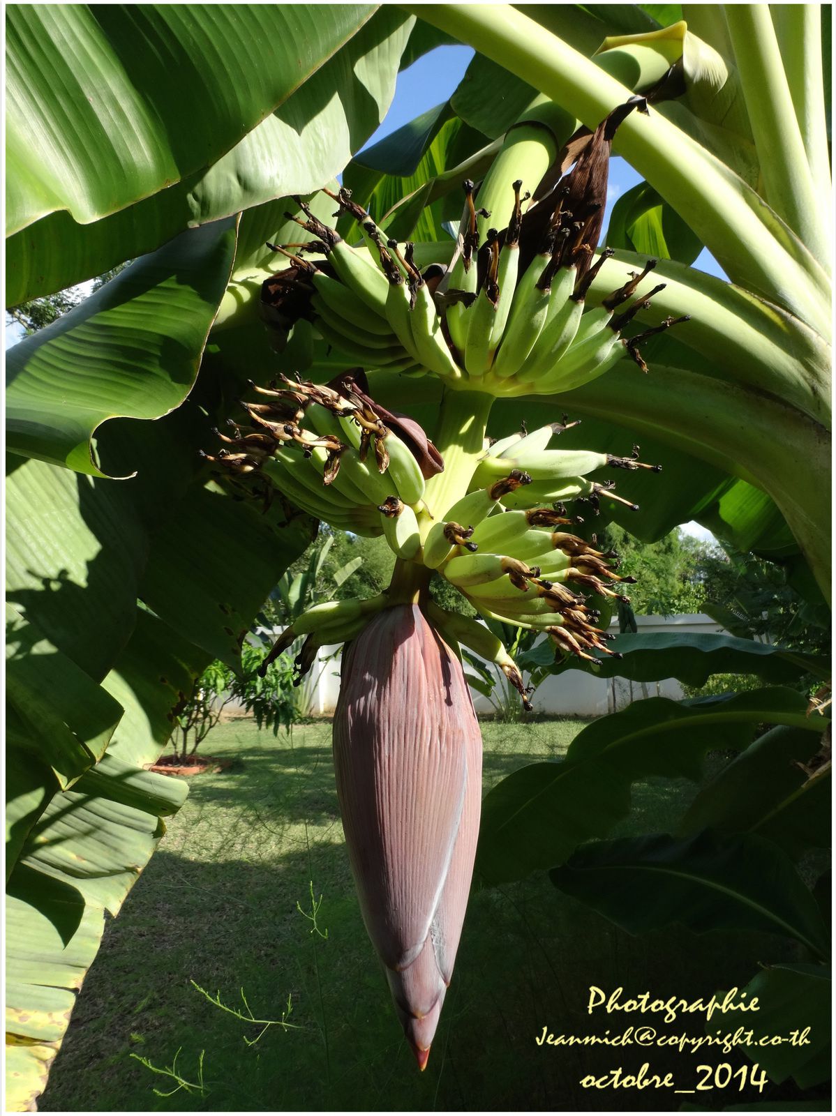 L'évolution de la fleur est rapide tous les 2 jours apparait une nouvelle série de bananes.