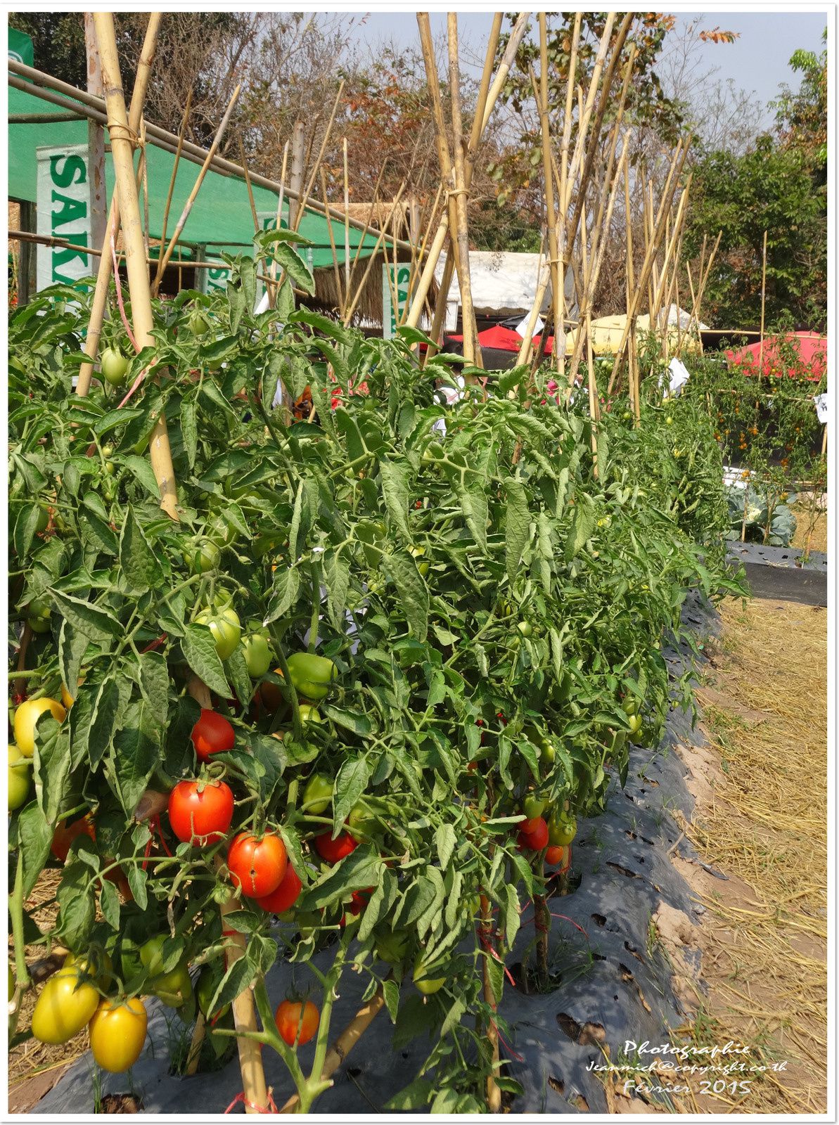 La foire agricole de Khon Kaen &quot;les légumes&quot; (Thaïlande)