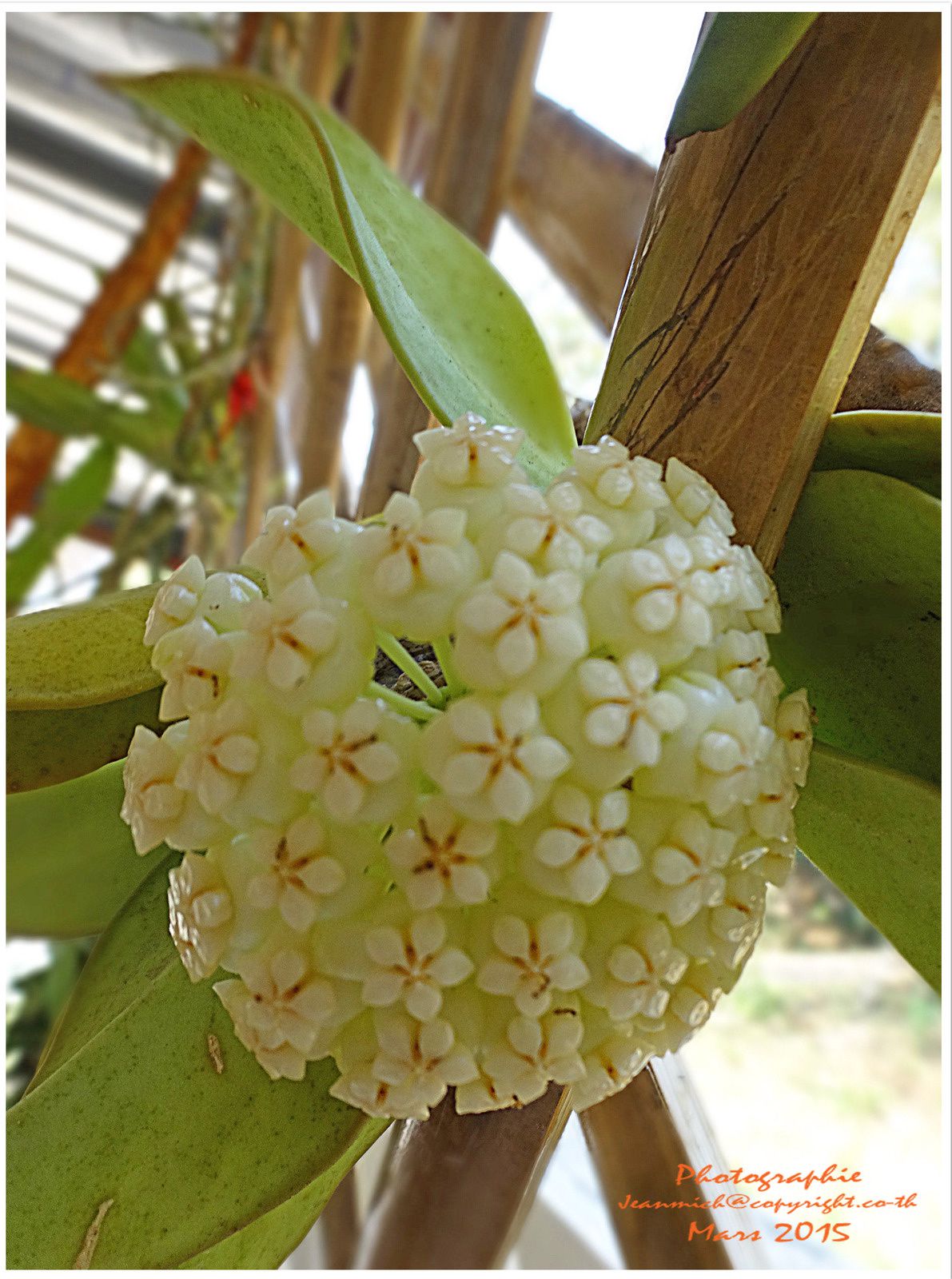 Une superbe fleur....., Hoya Deykei (fleur de porcelaine)