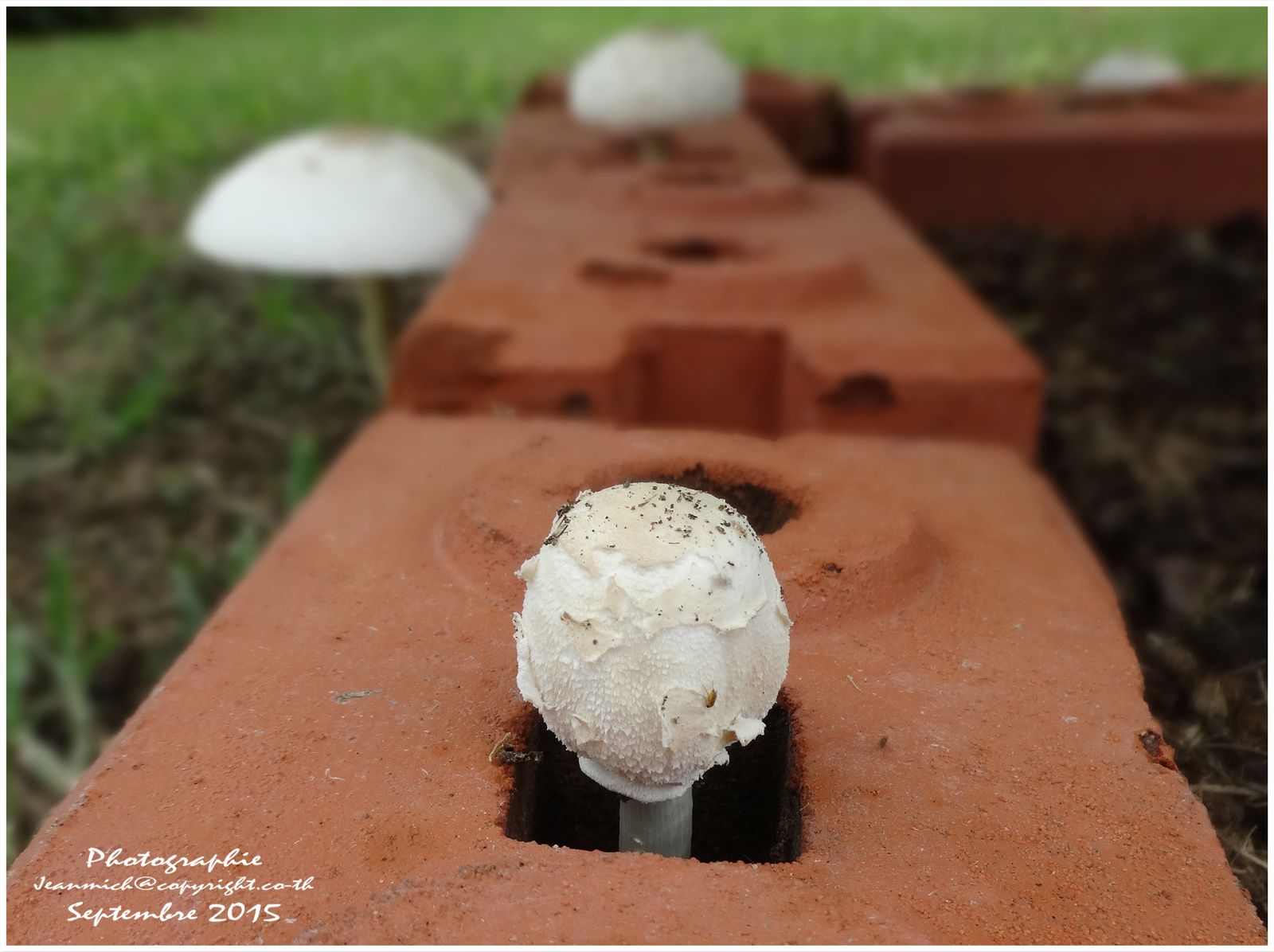 Sortie de champignons (Thaïlande)