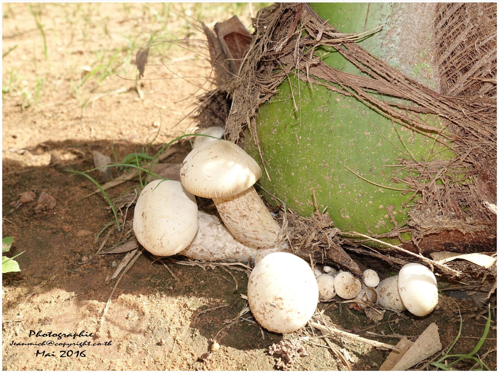 Des champignons sous notre cocotier....