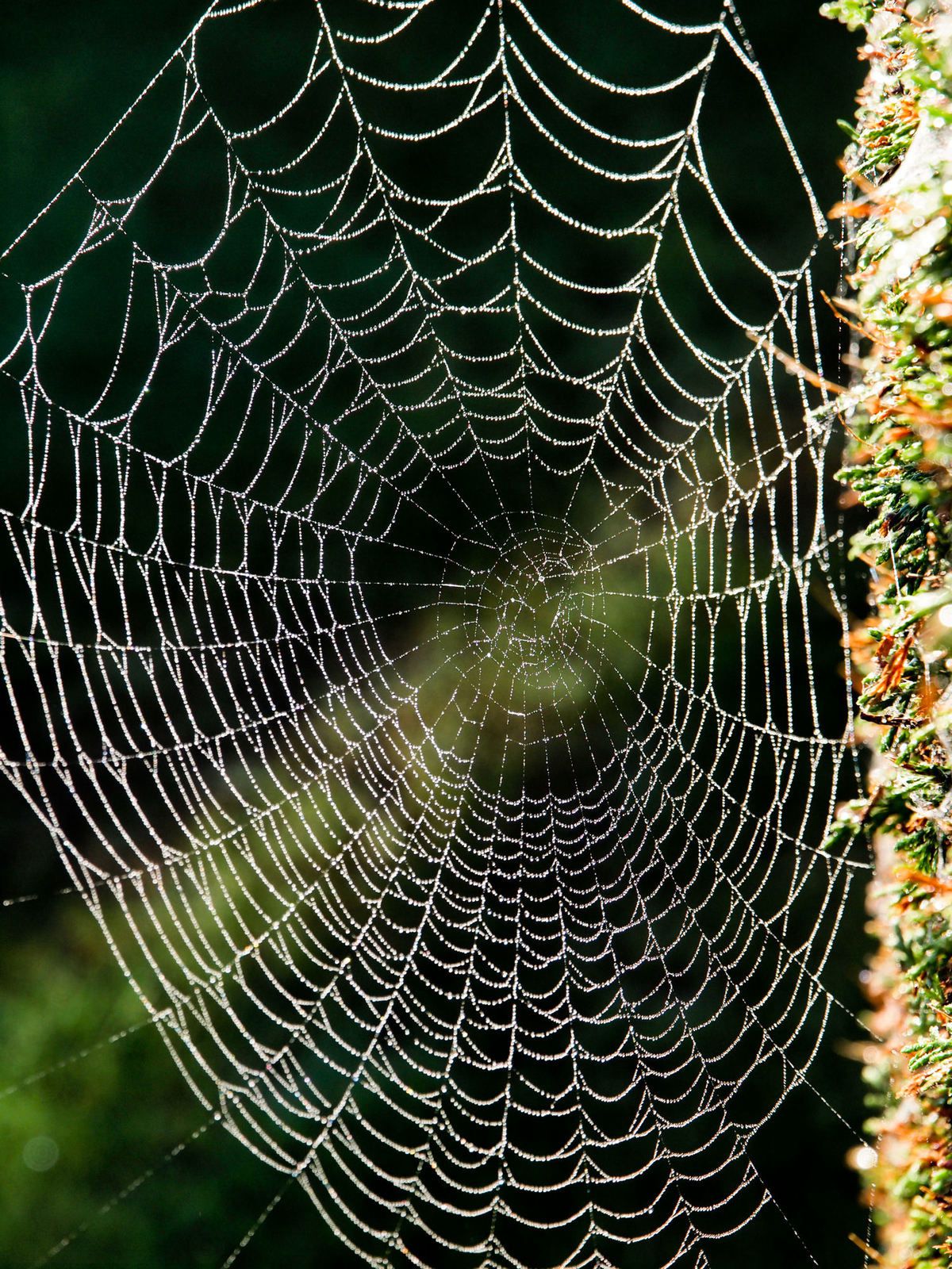 Aussi effrayantes soient-elles, les araignées font un travail incroyable en ce qui concerne leurs toiles. En tissant leur fil de soie, elles créent de fascinantes formes qui peuvent atteindre jusqu'à deux mètres de diamètre. 
