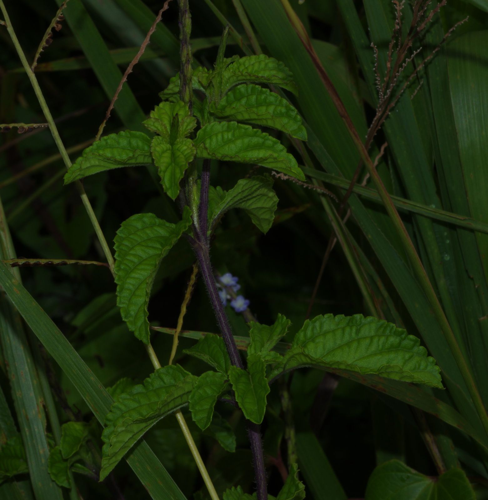 Stachytarpheta cayennensis (verveine queue de rat, ti verveine)