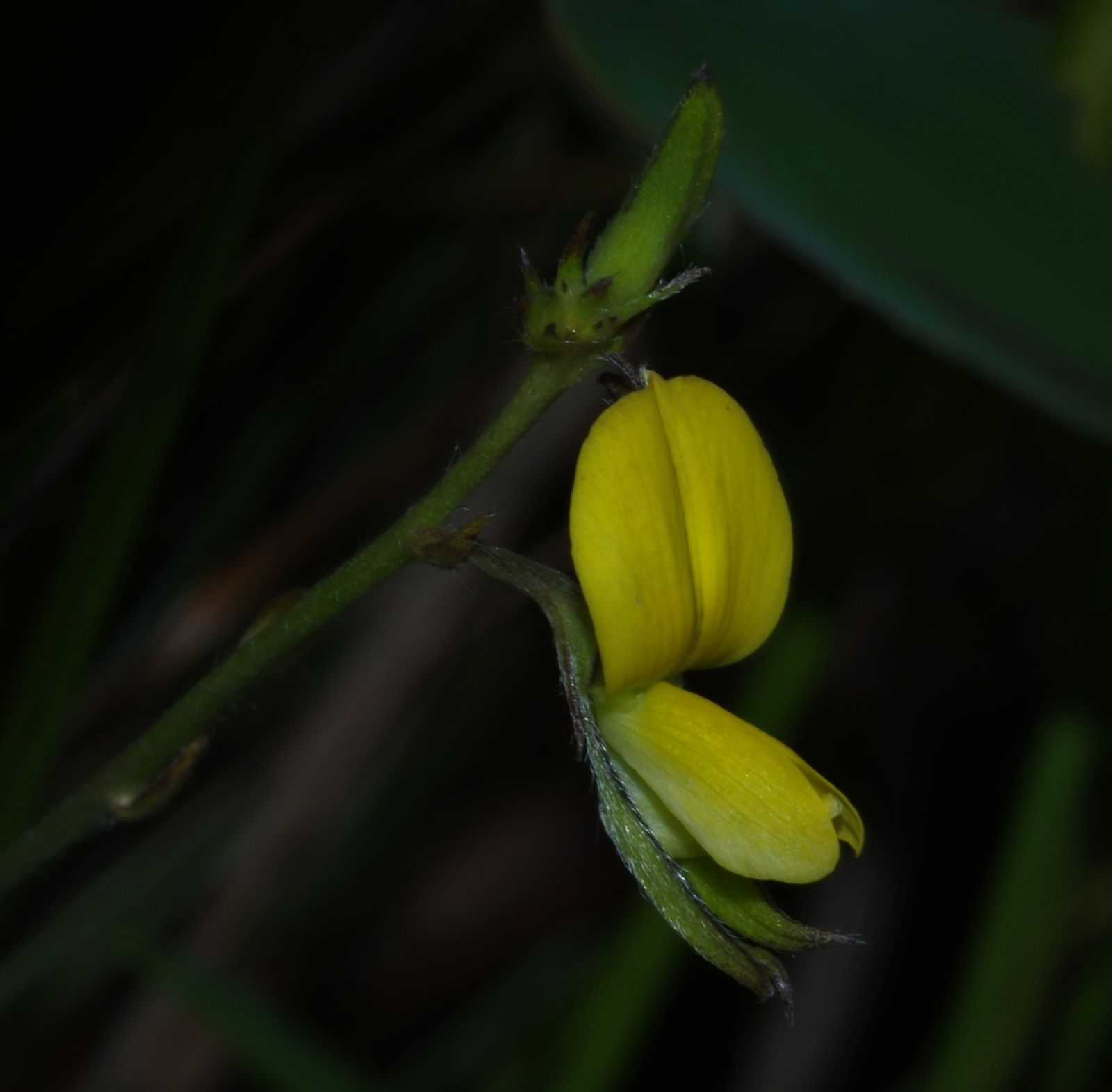 Crotalaria pilosa