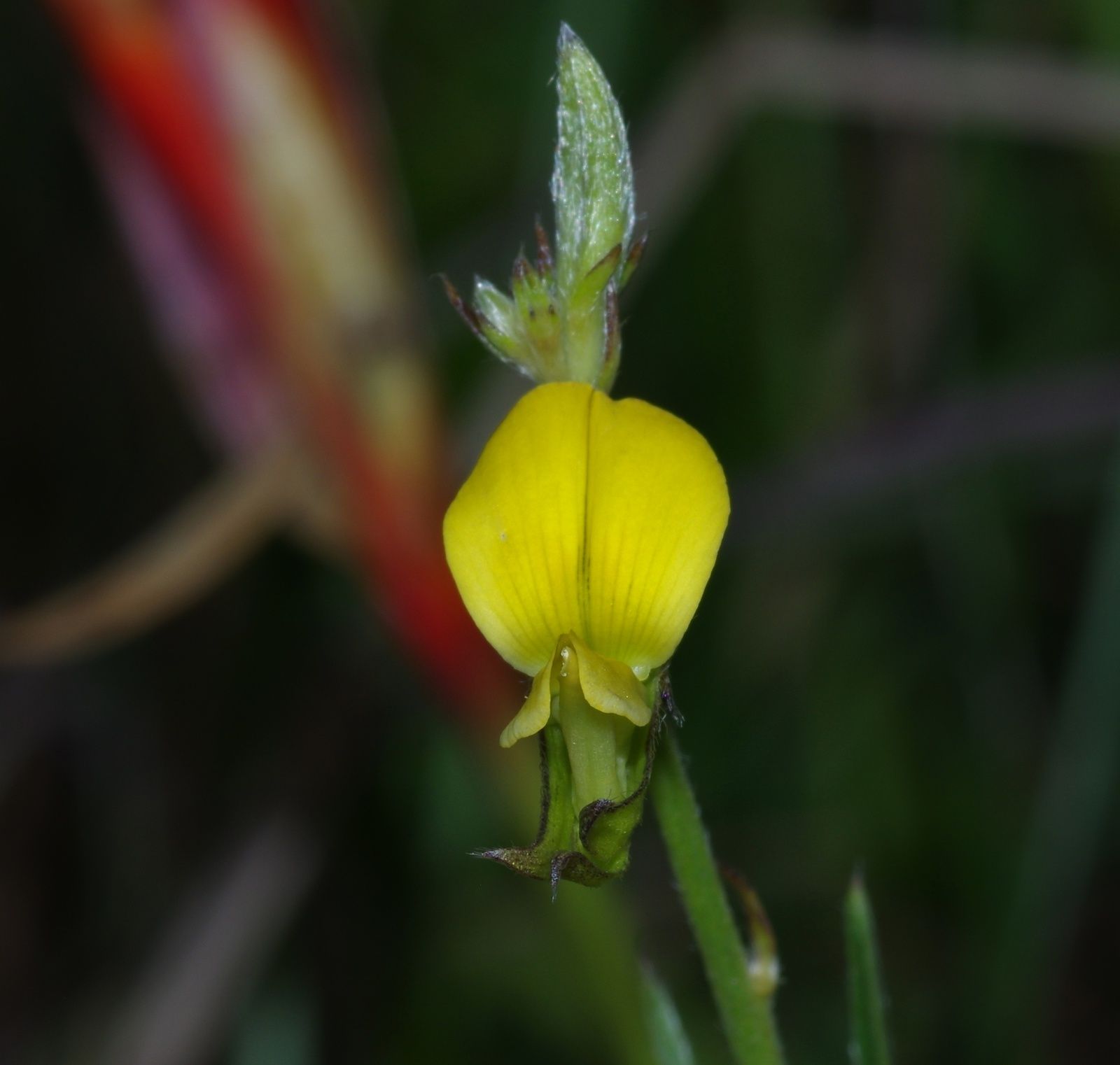 Crotalaria pilosa
