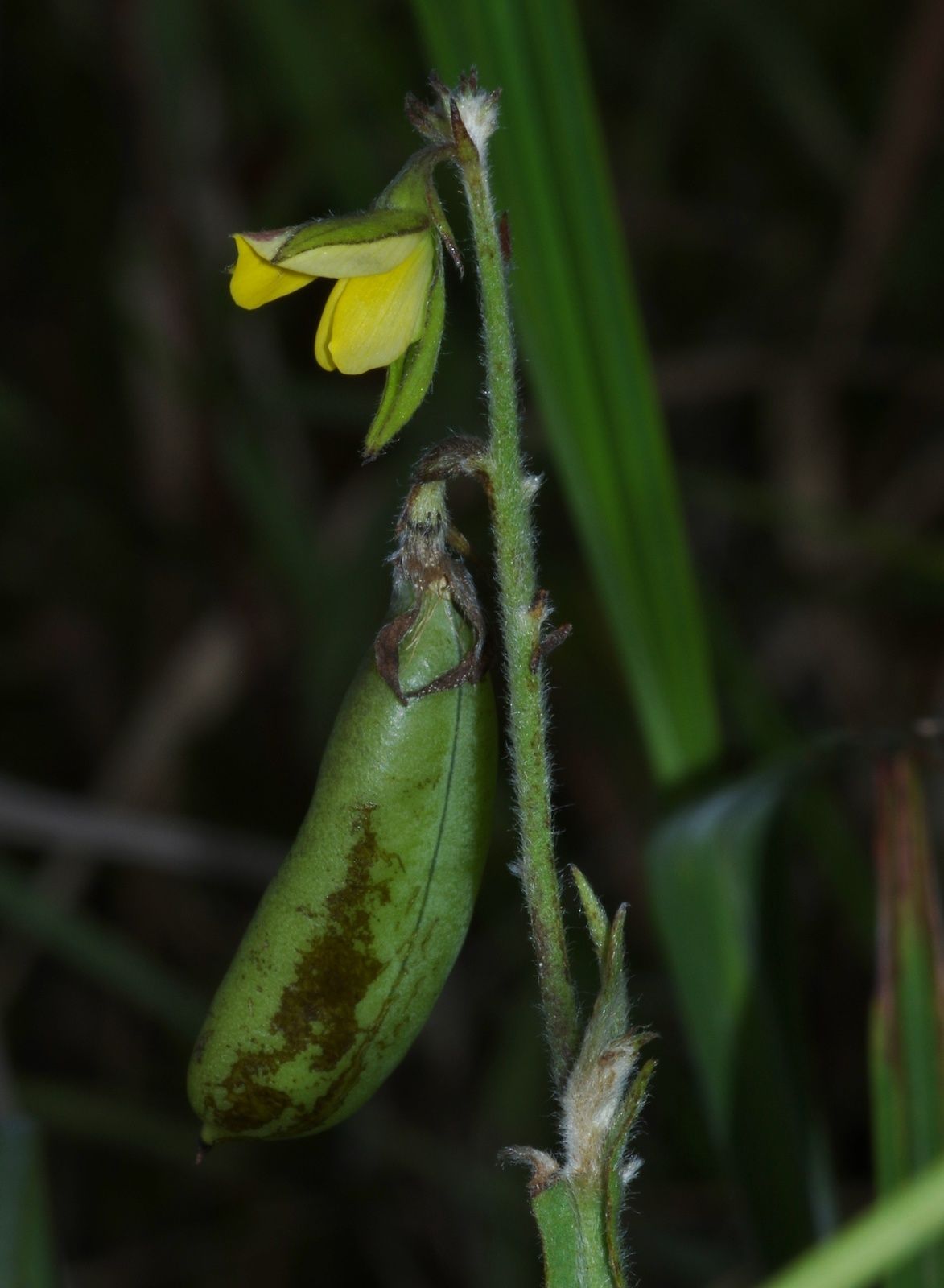Crotalaria pilosa