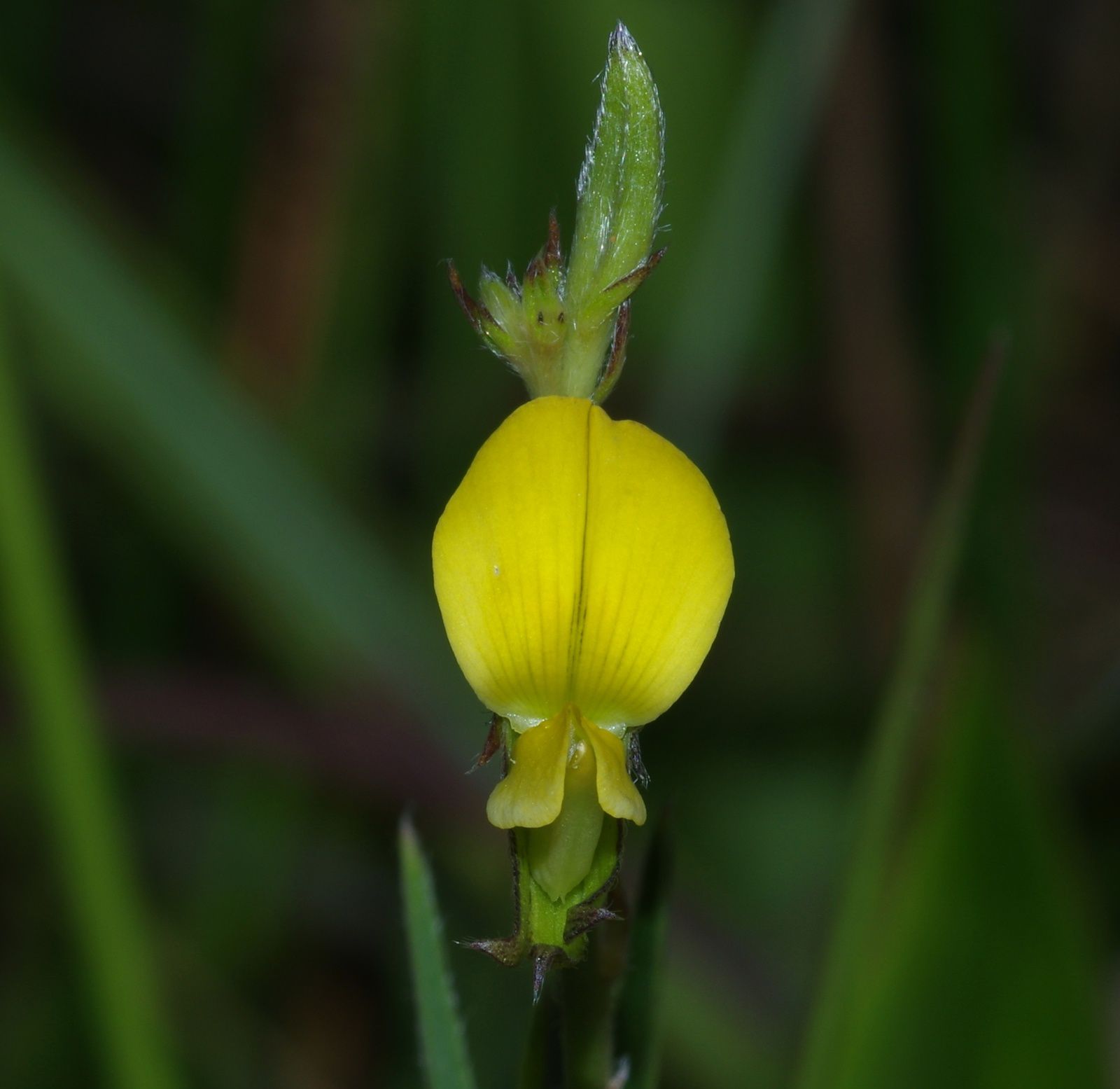 Crotalaria pilosa