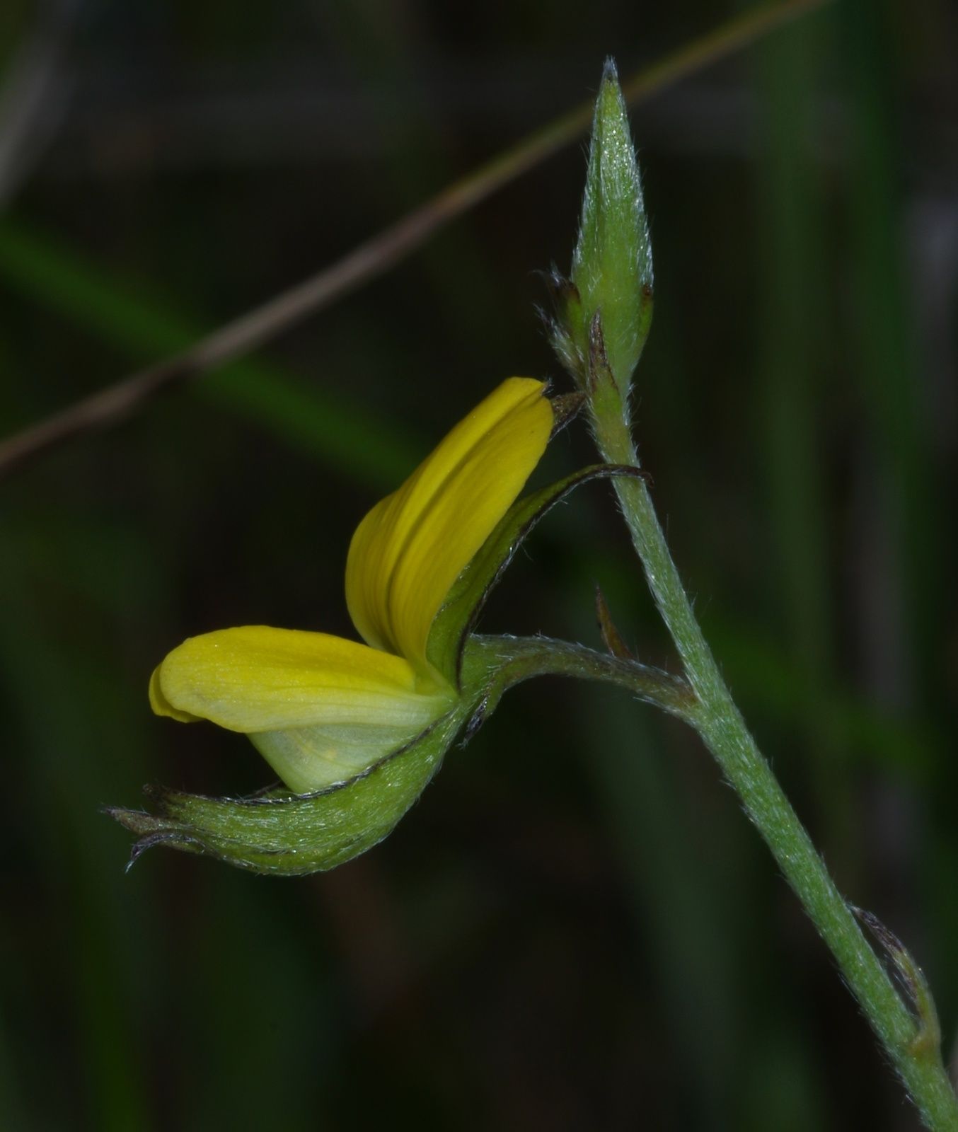 Crotalaria pilosa
