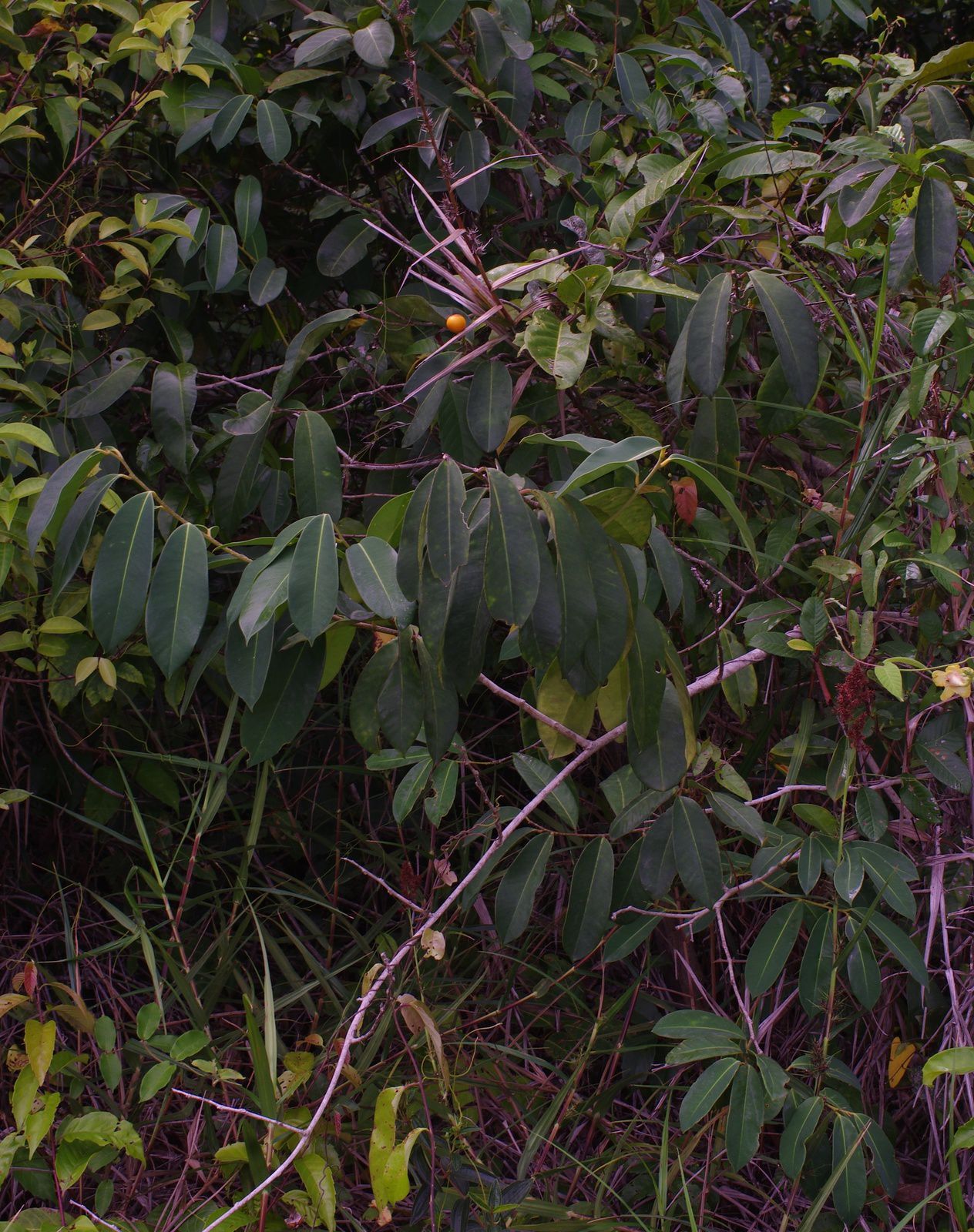 Moutabea guianensis (moutabié de la Guyane, graines macaque)