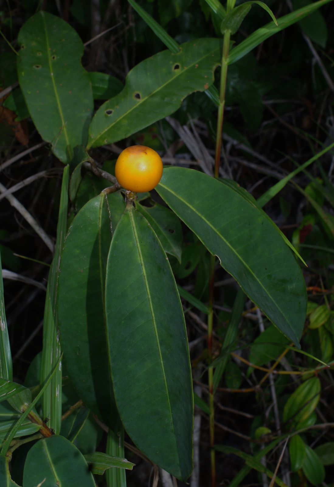 Moutabea guianensis (moutabié de la Guyane, graines macaque)