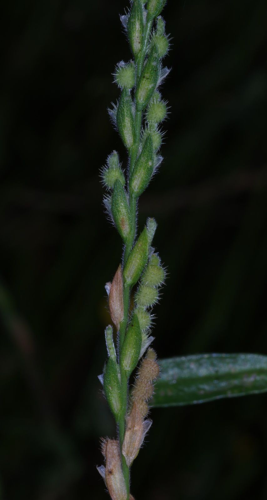 Zornia latifolia