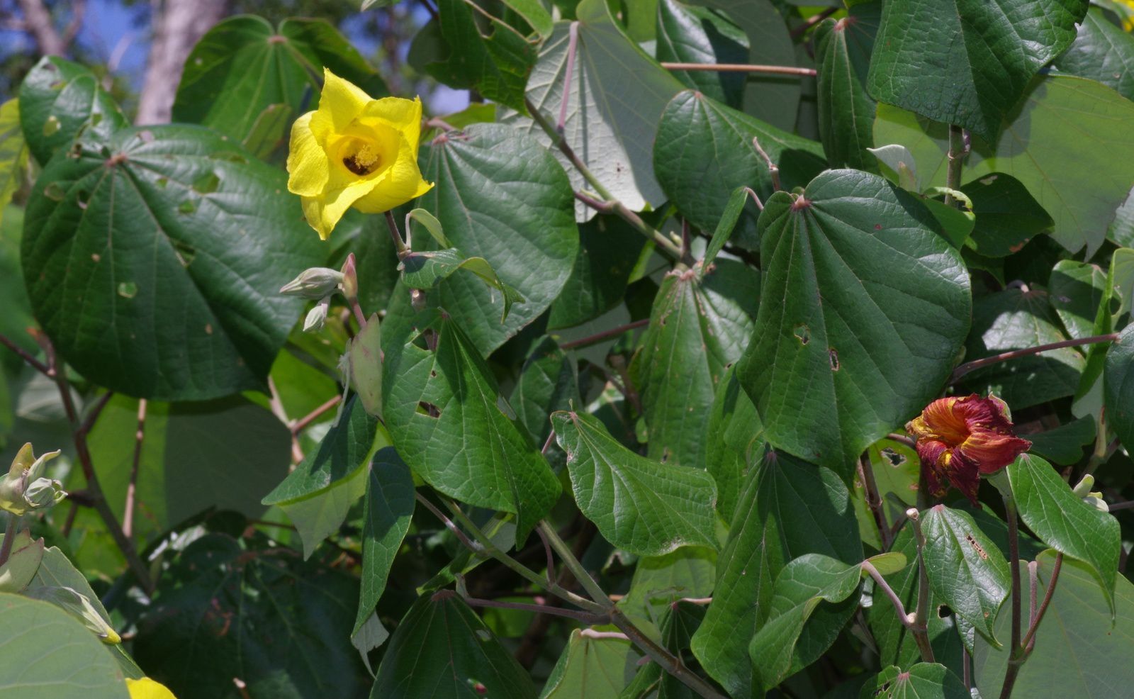 Talipariti tiliaceum (hibiscus bord de mer)