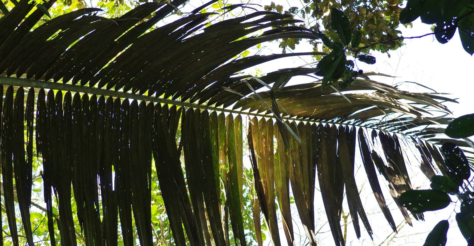Oenocarpus bataua (patawa)
