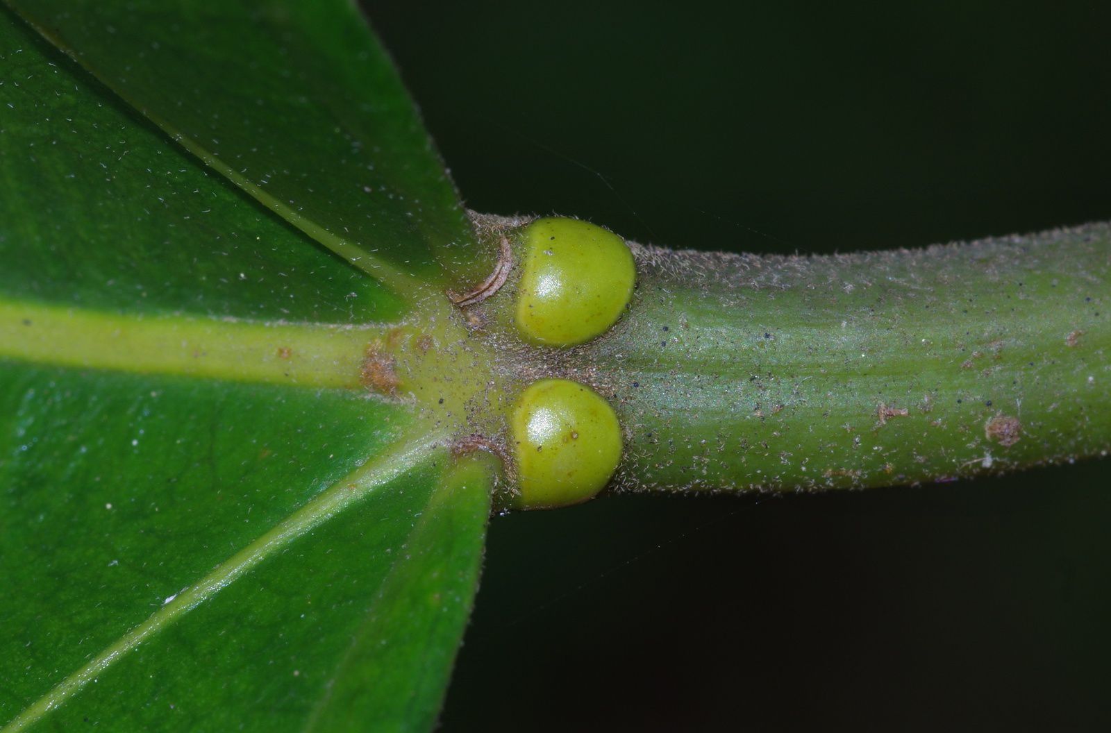 Omphalea diandra (ouabé)