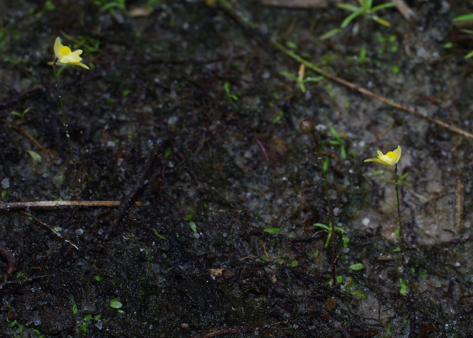 Utricularia pusilla
