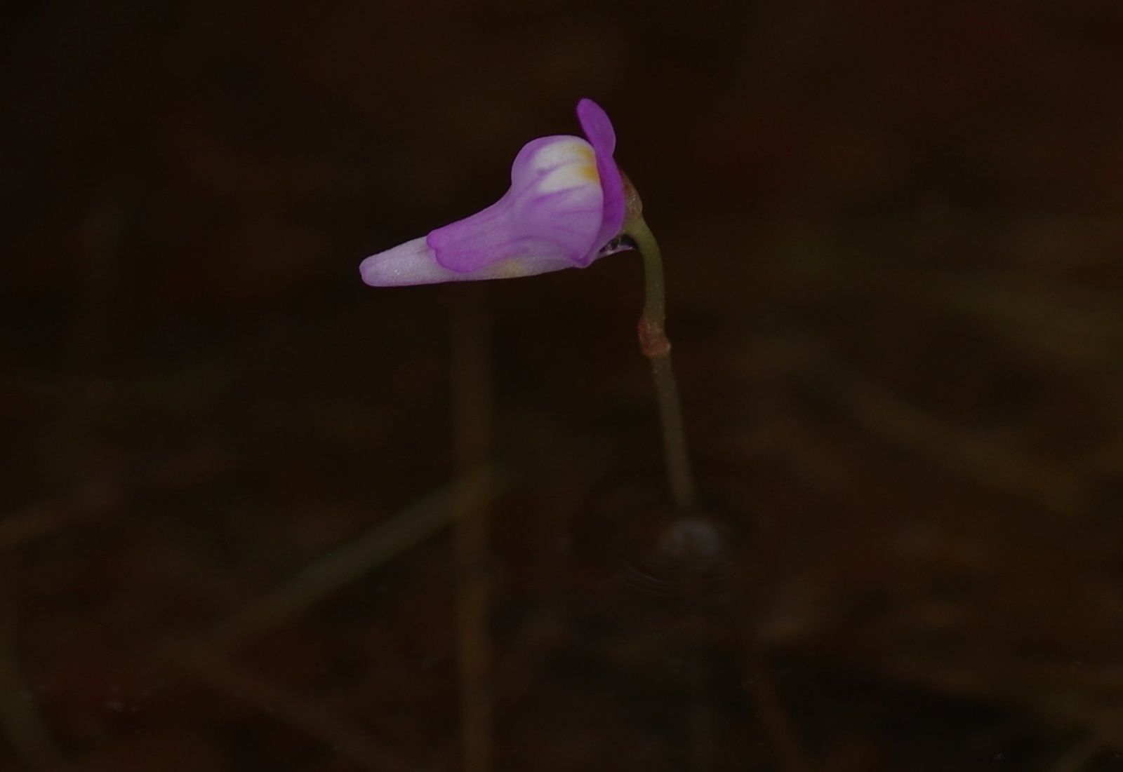 Utricularia cuccullata