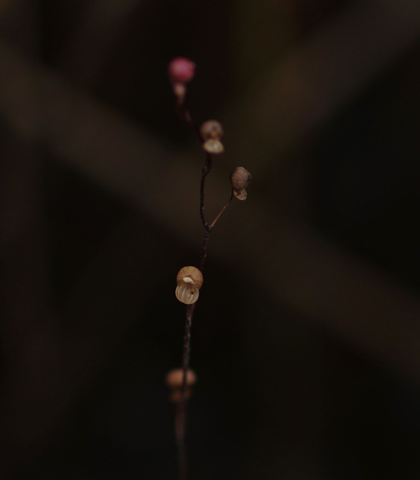 Utricularia sp1 (Utricularia trichophylla ?)
