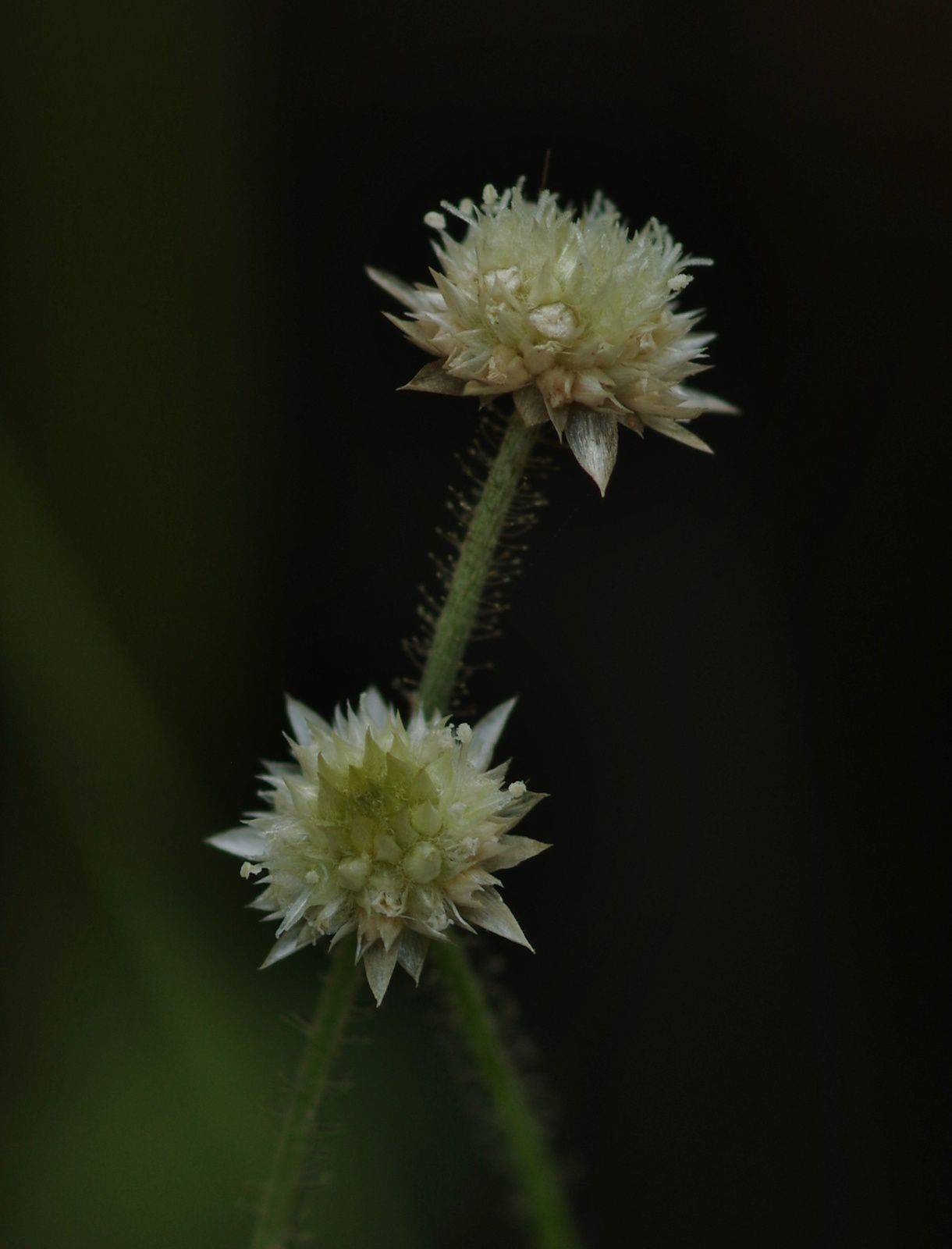 Syngonanthus sp (Syngonanthus caulescens ?)