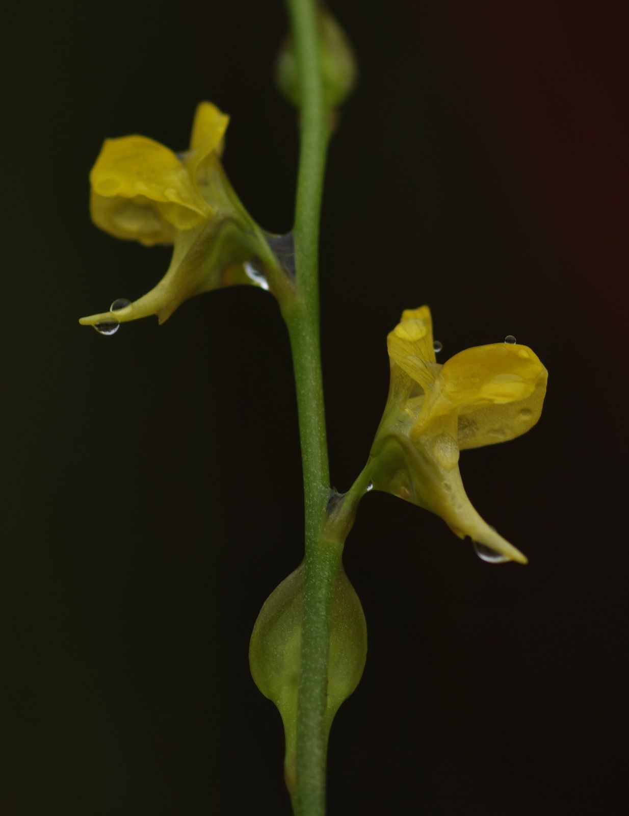 Utricularia erectiflora