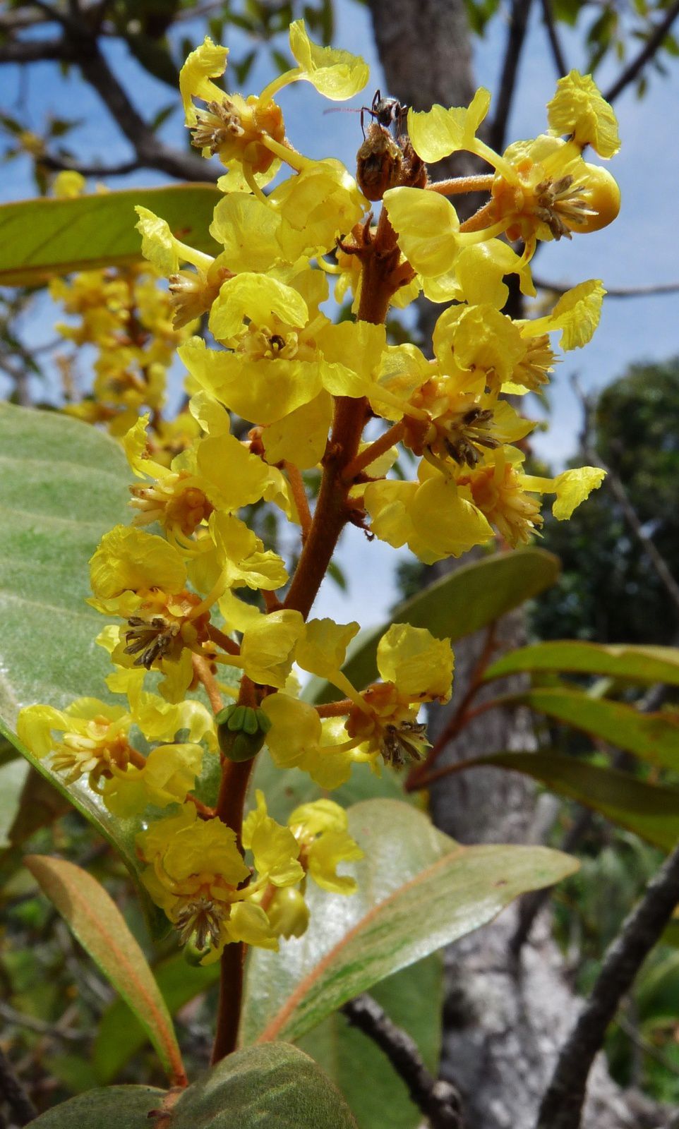 Byrsonima crassifolia (prunier savane, coumaté, morossif)
