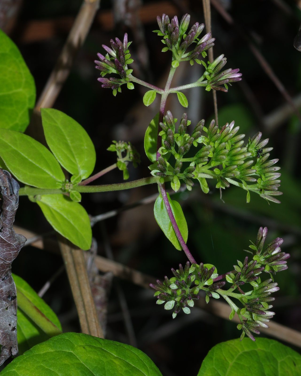 Mikania parviflora