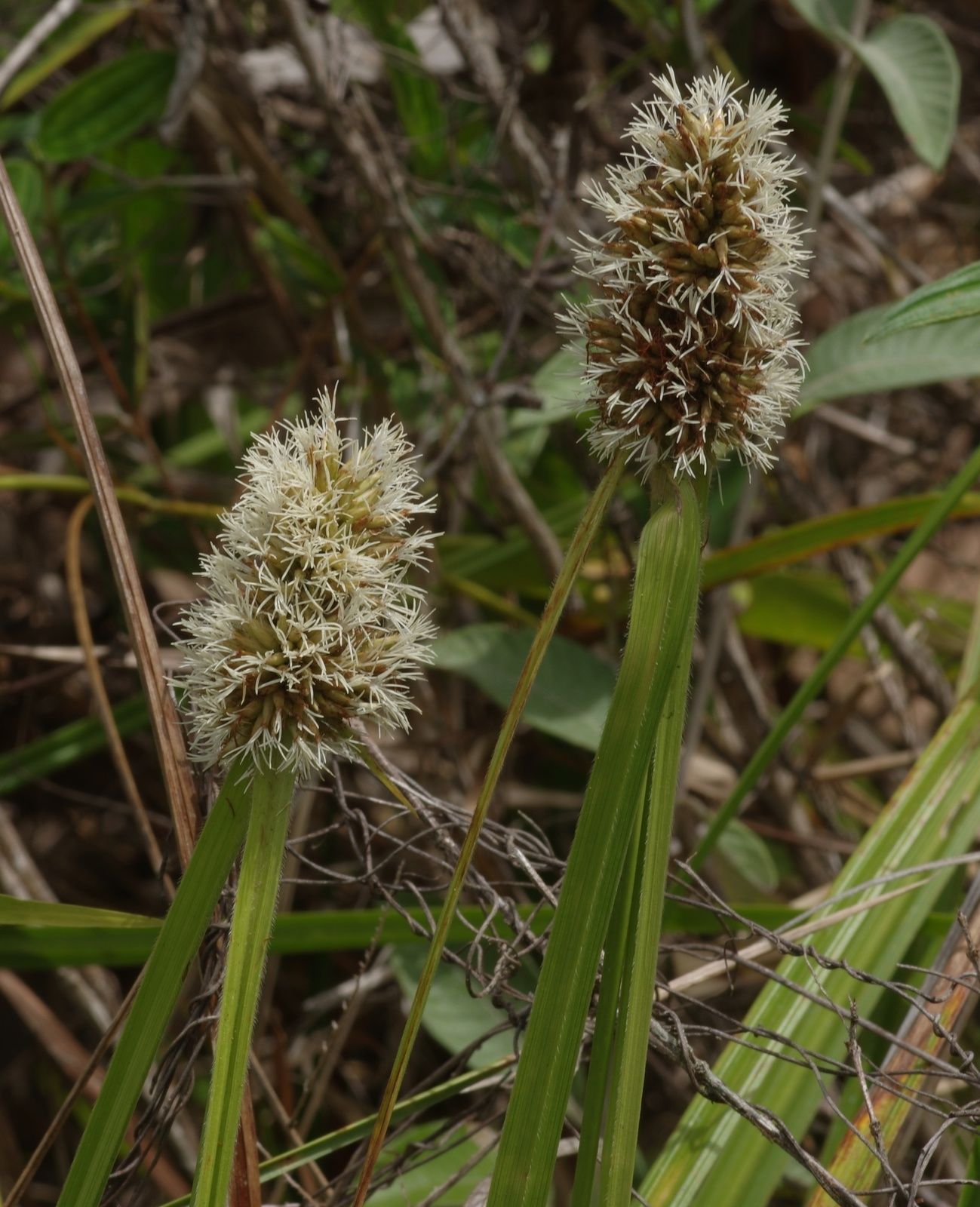 Rhynchospora cephalotes