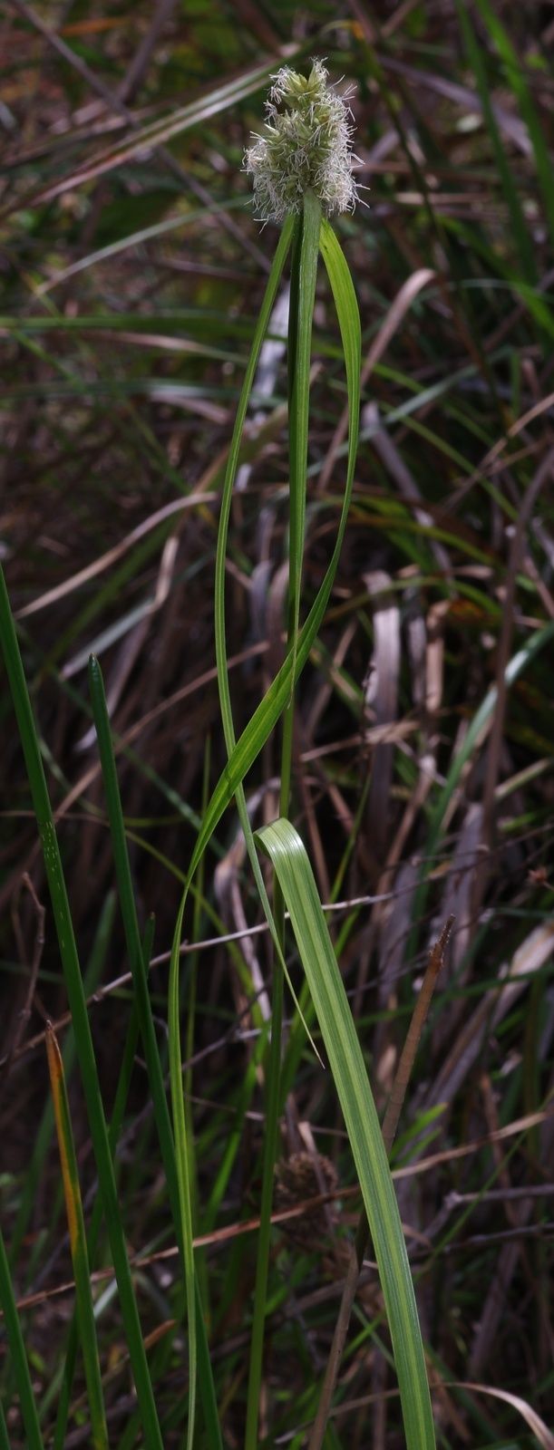 Rhynchospora cephalotes