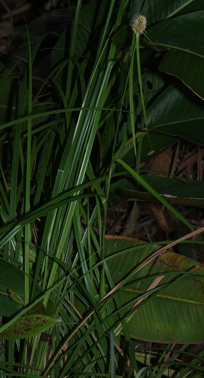 Rhynchospora cephalotes