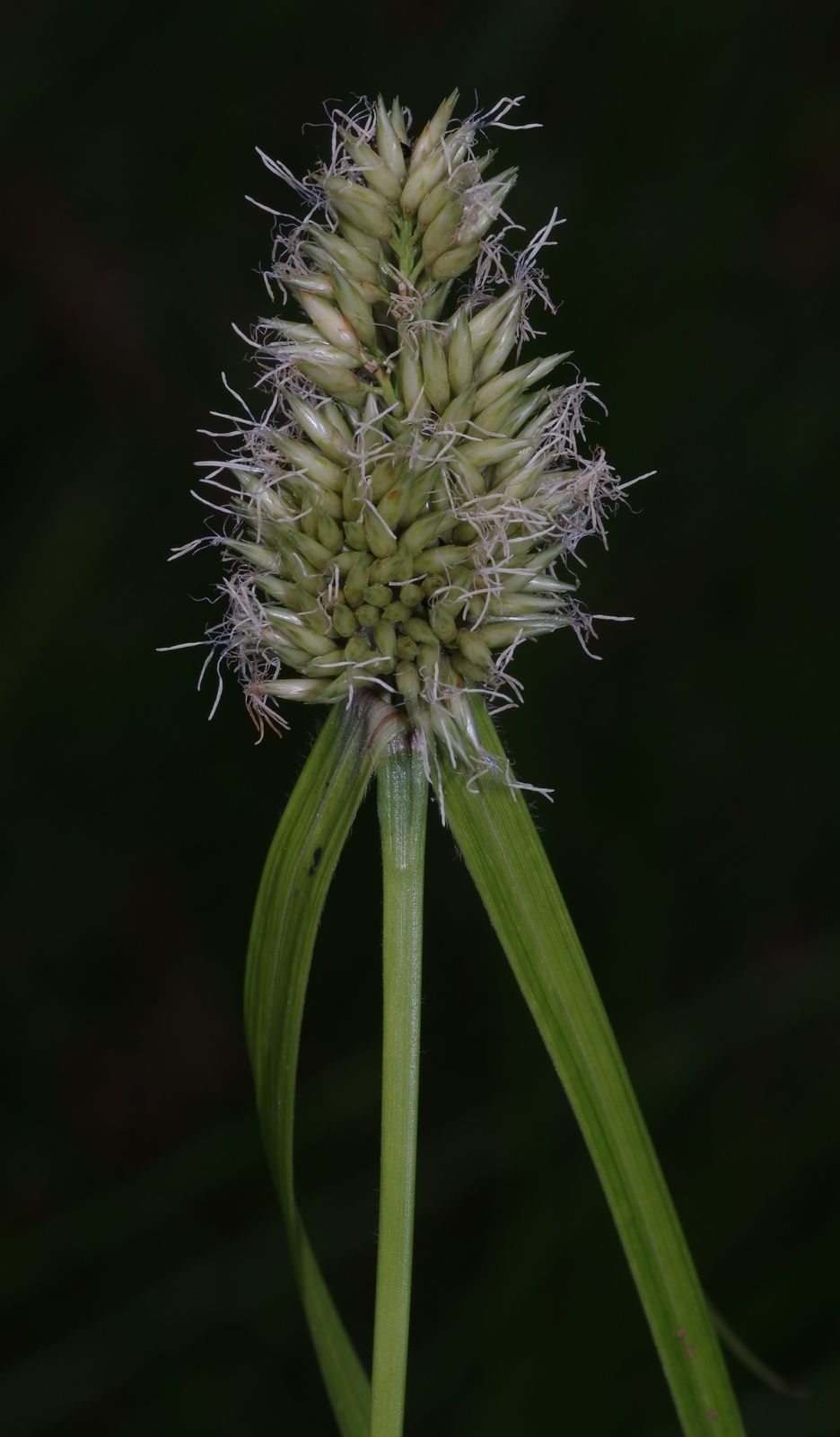 Rhynchospora cephalotes