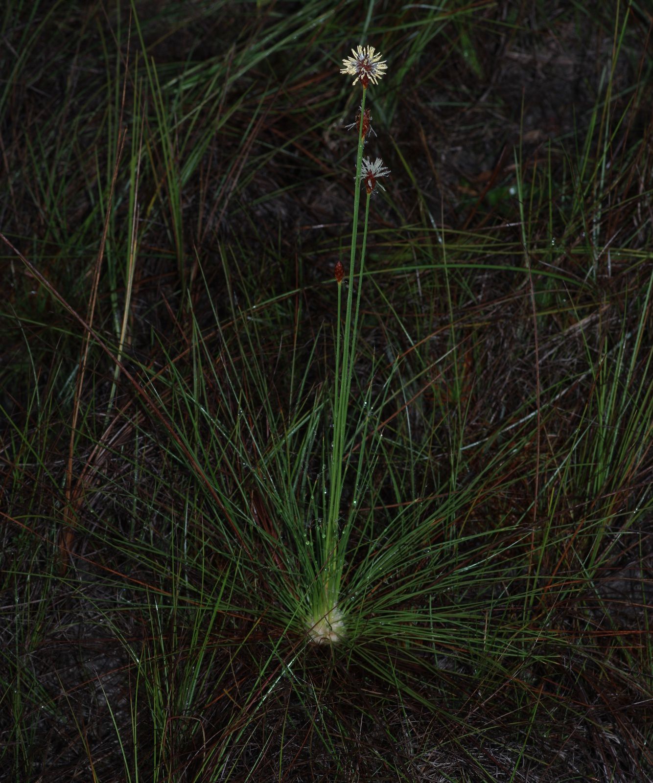 Bulbostylis lanata