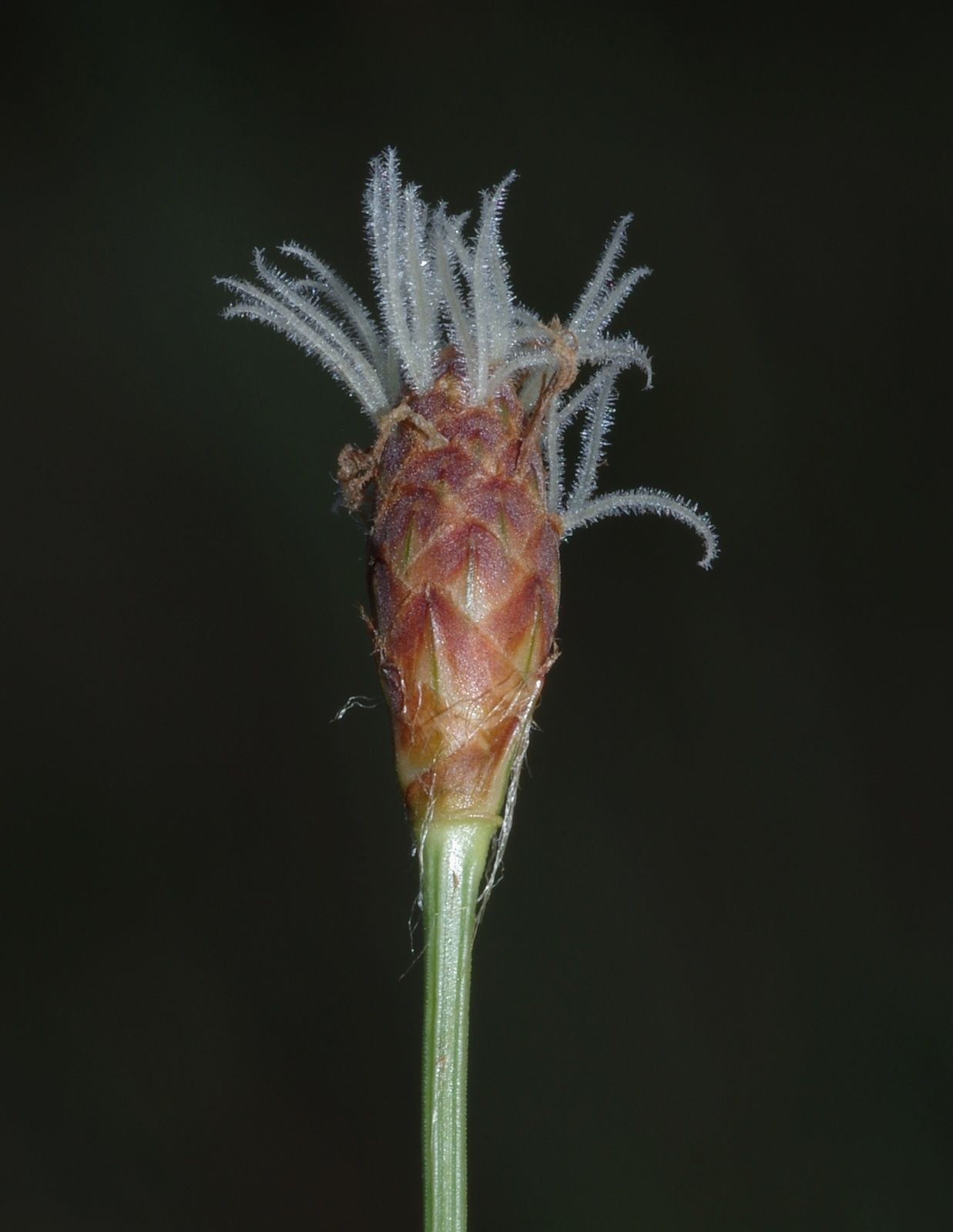 Bulbostylis lanata