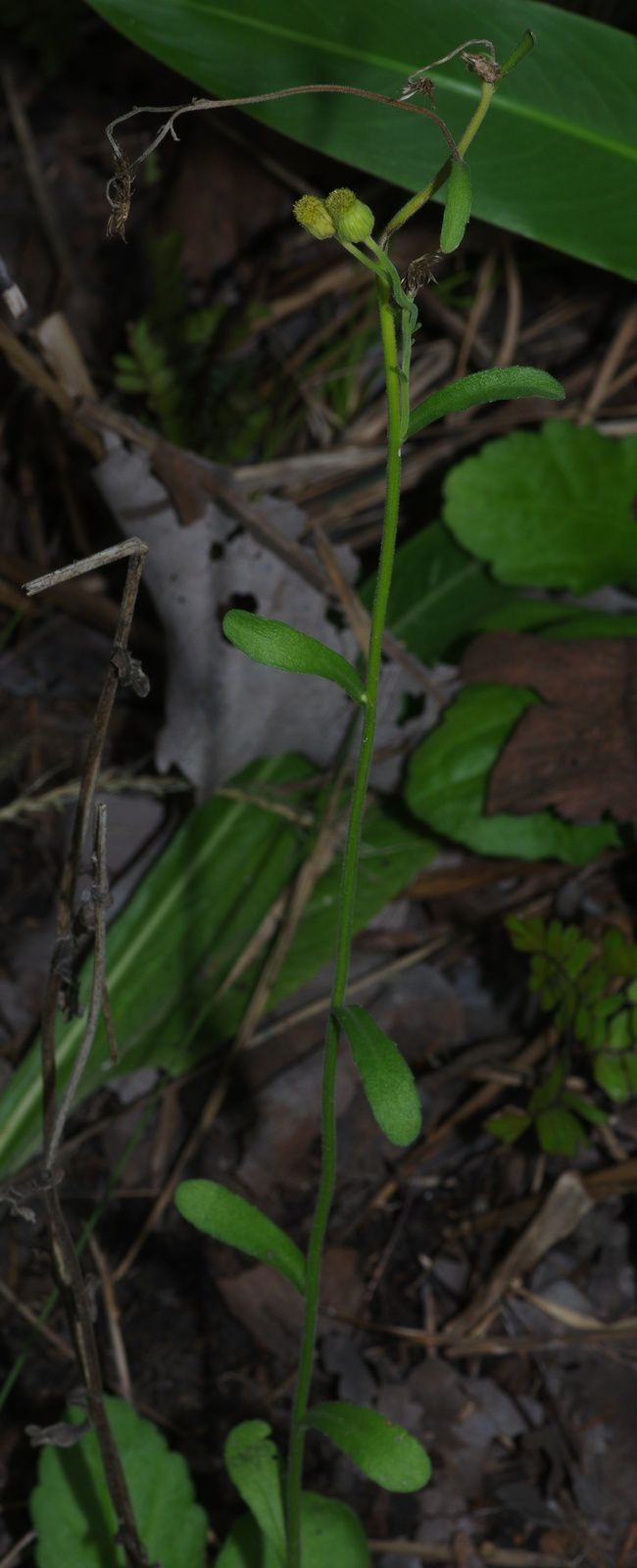 Erigeron primuliifolia
