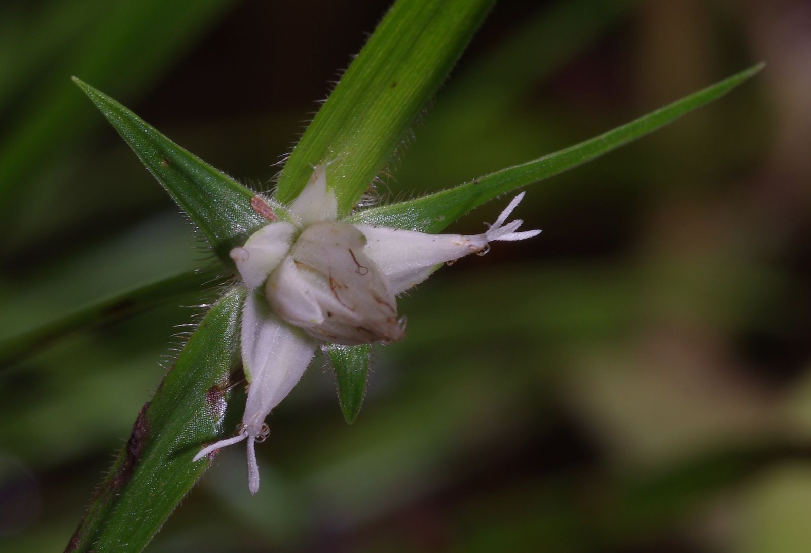 Rhynchospora puber subsp. puber