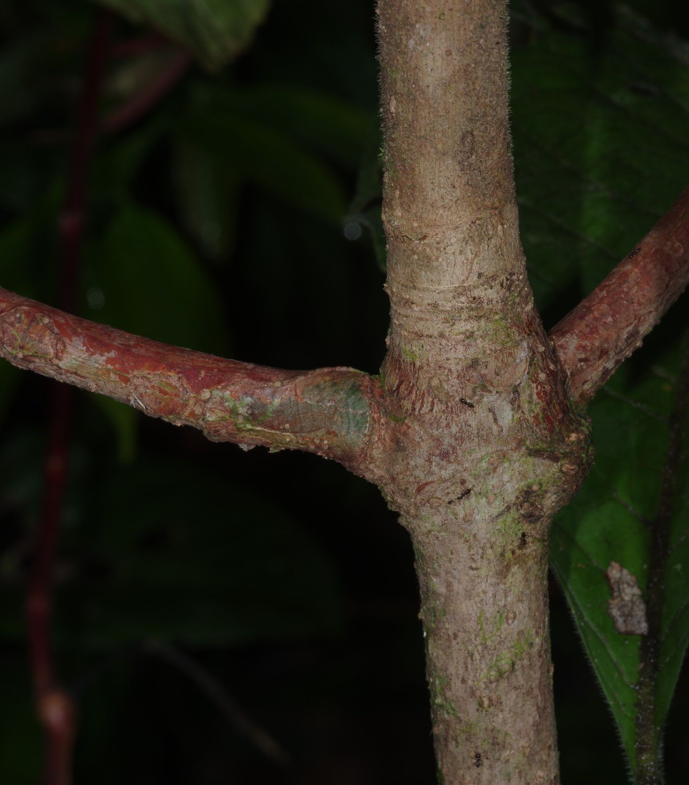Tocoyena guianensis