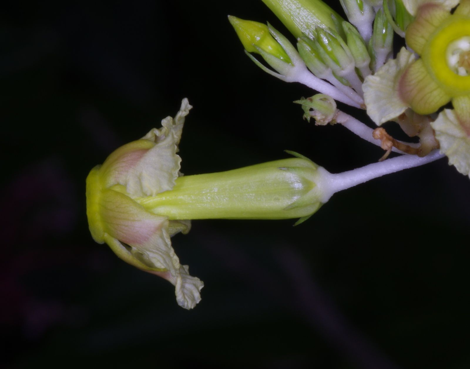 Prestonia cayennensis